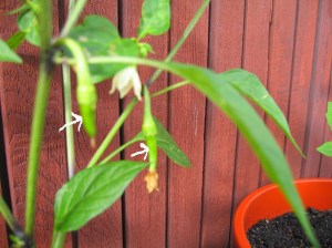 first chillies